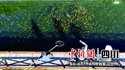 在汶川縣綿虒鎮大禹村,碩士畢業生樊玉文(中)在魚塘現場指導技術。汶川縣委宣傳部 供圖 在汶川縣綿虒鎮大禹村,碩士畢業生樊玉文(中)在魚塘現場指導技術。汶川縣委宣傳部 供圖
