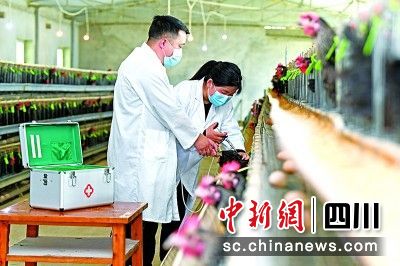 在汶川縣威州鎮布瓦村“羌山云朵雞”保種場,四川農業大學獸醫專業碩士畢業生楊敬(右)指導養殖戶進行疫苗注射。汶川縣委宣傳部 供圖 在汶川縣威州鎮布瓦村“羌山云朵雞”保種場,四川農業大學獸醫專業碩士畢業生楊敬(右)指導養殖戶進行疫苗注射。汶川縣委宣傳部 供圖