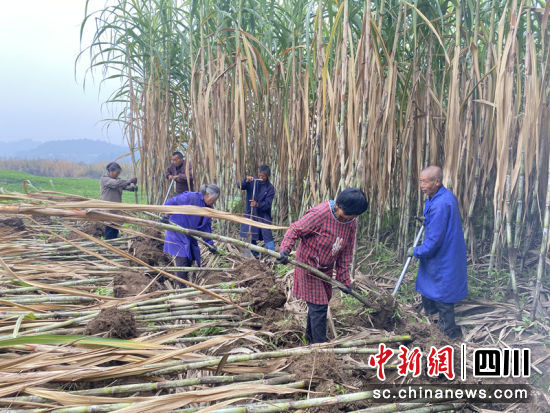 簡(jiǎn)陽楊家鎮(zhèn)甘蔗“豐”景。簡(jiǎn)陽融媒 供圖 簡(jiǎn)陽楊家鎮(zhèn)甘蔗“豐”景。簡(jiǎn)陽融媒 供圖