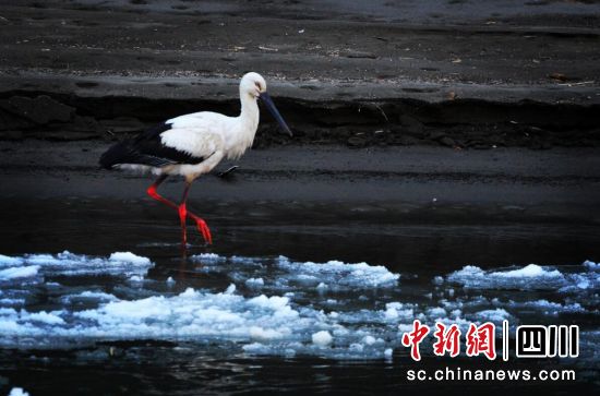 東方白鸛首次在壤塘縣境內(nèi)被觀測到。壤塘縣委宣傳部 供圖 東方白鸛首次在壤塘縣境內(nèi)被觀測到。壤塘縣委宣傳部 供圖