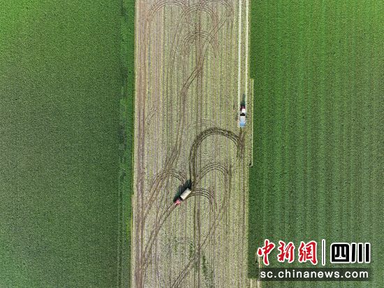 村民在采收蘿卜。劉永紅 攝 村民在采收蘿卜。劉永紅 攝