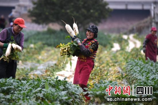 村民在采收白蘿卜。劉永紅攝 村民在采收白蘿卜。劉永紅攝
