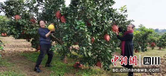 游客在“農(nóng)業(yè)樂園”進(jìn)行采摘。蔣星 攝 游客在“農(nóng)業(yè)樂園”進(jìn)行采摘。蔣星 攝