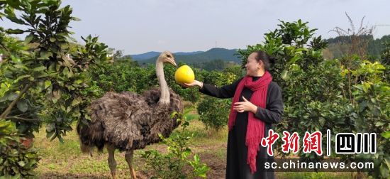 游客在“農(nóng)業(yè)樂園”進(jìn)行采摘。蔣星 攝 游客在“農(nóng)業(yè)樂園”進(jìn)行采摘。蔣星 攝