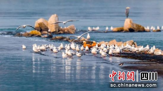每年紅嘴鷗都會到瀘州過冬。瀘州市文化廣播電視和旅游局供圖 每年紅嘴鷗都會到瀘州過冬。瀘州市文化廣播電視和旅游局供圖