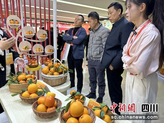 來自全國客商了解資中血橙品種情況。王爵攝 來自全國客商了解資中血橙品種情況。王爵攝
