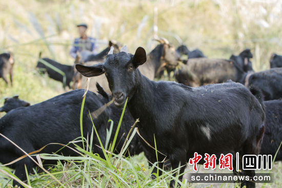 生態放養的黑山羊。熊偉 攝 生態放養的黑山羊。熊偉 攝