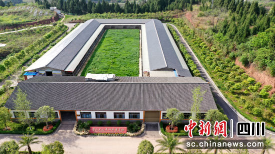營山黑山羊種羊繁育場。楊漢國 攝 營山黑山羊種羊繁育場。楊漢國 攝