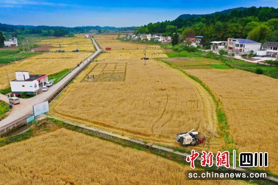 小麥豐收現場。姚陽攝 小麥豐收現場。姚陽攝