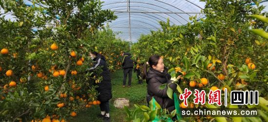 四川天馬山生態農業有限公司有機柑橘基地。馬玉竹 攝 四川天馬山生態農業有限公司有機柑橘基地。馬玉竹 攝