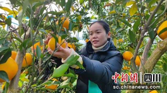 工作人員正在采摘柑橘。黃成 攝 工作人員正在采摘柑橘。黃成 攝