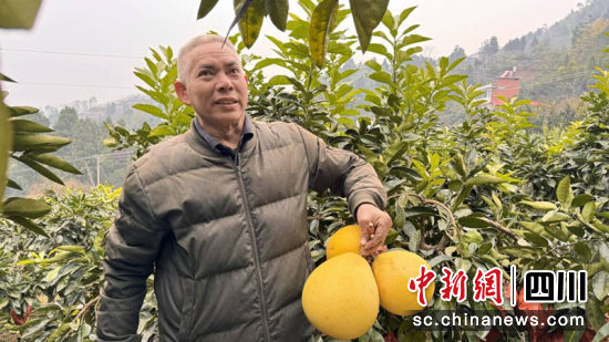 村民李和金摘柚子。何海翔 攝 村民李和金摘柚子。何海翔 攝