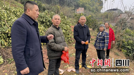 四川農(nóng)信宜賓農(nóng)商行采購紅心柚。何海翔 攝 四川農(nóng)信宜賓農(nóng)商行采購紅心柚。何海翔 攝