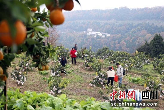 村民忙碌采摘愛嬡橙。李全民 攝 村民忙碌采摘愛嬡橙。李全民 攝