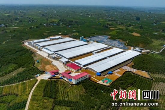 航拍蒲江生豬良繁保供基地(種豬場(chǎng))。益民集團(tuán)供圖 航拍蒲江生豬良繁保供基地(種豬場(chǎng))。益民集團(tuán)供圖