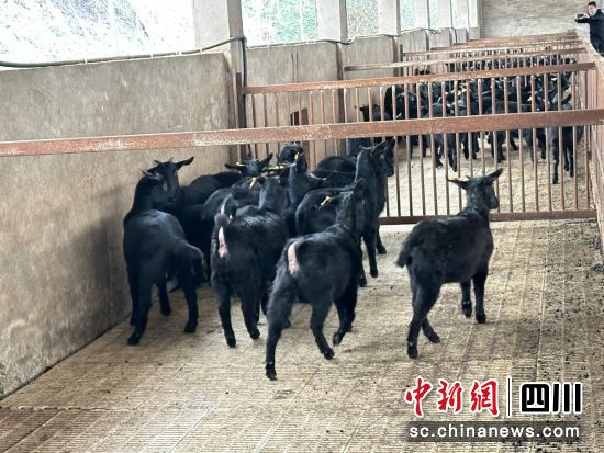 營山黑山羊。王爵 攝 營山黑山羊。王爵 攝