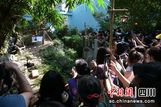 圖為新加坡河川生態園大熊貓竹林。新加坡萬態保育集團 供圖 圖為新加坡河川生態園大熊貓竹林。新加坡萬態保育集團 供圖