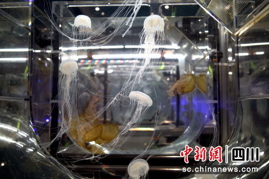 圖為新加坡S.E.A。海洋館海洋生物繁育室。王鵬 攝 圖為新加坡S.E.A。海洋館海洋生物繁育室。王鵬 攝