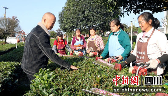 茶技人員指導(dǎo)村民管理茶園。陳小芳 攝 茶技人員指導(dǎo)村民管理茶園。陳小芳 攝