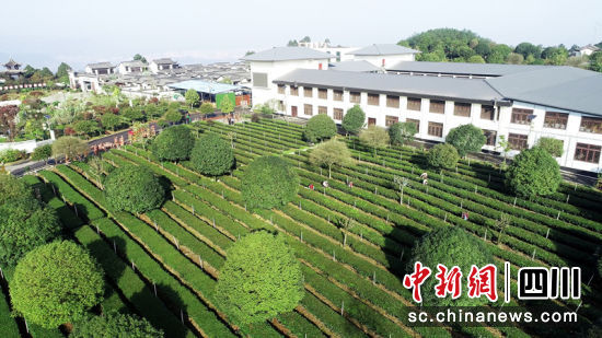 早白尖茶葉基地。陳小芳 攝 早白尖茶葉基地。陳小芳 攝