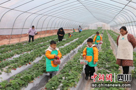 孩子們提著籃子,精心挑選成熟的草莓。蔣雪梅 攝 孩子們提著籃子,精心挑選成熟的草莓。蔣雪梅 攝
