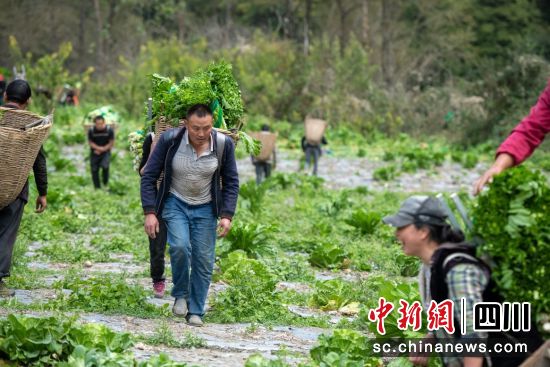 膽扎木溝村蔬菜豐收。楊強軍攝 膽扎木溝村蔬菜豐收。楊強軍攝