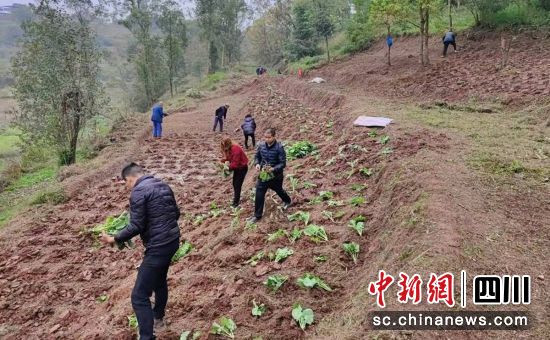 復(fù)耕現(xiàn)場。沿灘融媒 供圖 復(fù)耕現(xiàn)場。沿灘融媒 供圖