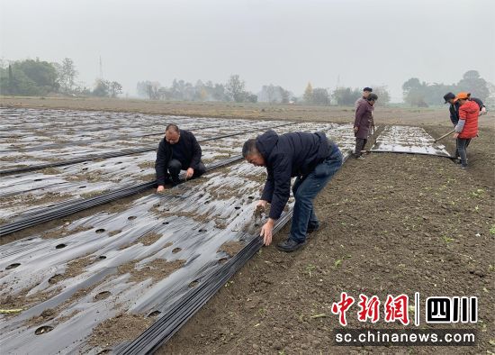 技術員指導村民覆膜。 什邡市馬井鎮供圖 技術員指導村民覆膜。 什邡市馬井鎮供圖