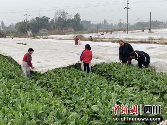 農技人員指導工人鋪防凍膜。 什邡市馬井鎮供圖 農技人員指導工人鋪防凍膜。 什邡市馬井鎮供圖