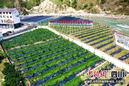 綿虒鎮櫻桃高效栽培示范區。汶川縣委宣傳部 供圖 綿虒鎮櫻桃高效栽培示范區。汶川縣委宣傳部 供圖
