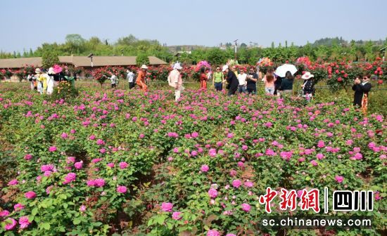 春天的東興區田家鎮游人如織。(唐明潤 攝) 春天的東興區田家鎮游人如織。(唐明潤 攝)