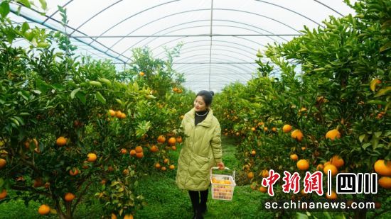 游客正在采摘柑橘。衡歡 攝 游客正在采摘柑橘。衡歡 攝