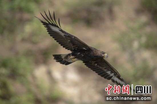 “州鳥”金雕。(王躍橋供圖) “州鳥”金雕。(王躍橋供圖)