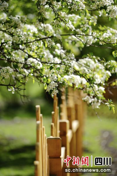 “州花”貢嘎海棠。(甘孜州文化廣播電視和旅游局 供圖) “州花”貢嘎海棠。(甘孜州文化廣播電視和旅游局 供圖)