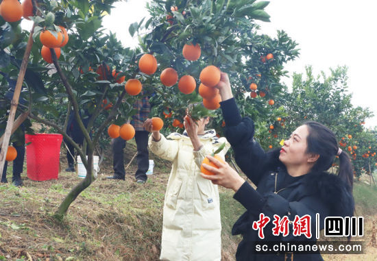 游客采摘心儀的柑橘。 陳小芳 攝 游客采摘心儀的柑橘。 陳小芳 攝