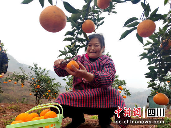 果農采摘柑橘。羅景萍 攝 果農采摘柑橘。羅景萍 攝