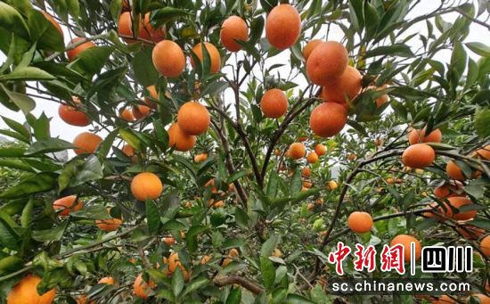 血橙成熟。貢井融媒 供圖 血橙成熟。貢井融媒 供圖