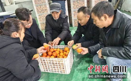 客商選購血橙。貢井融媒 供圖 客商選購血橙。貢井融媒 供圖