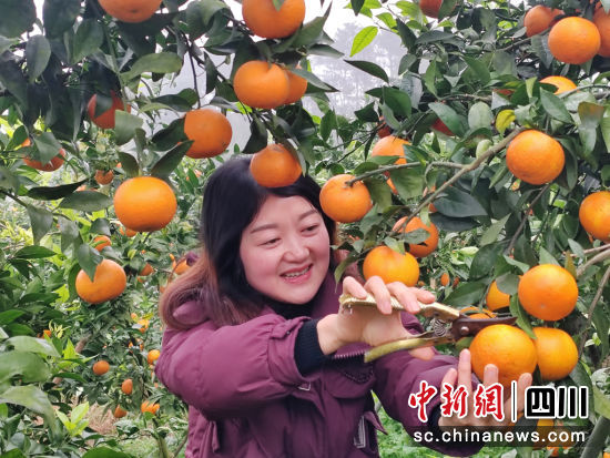 采摘沃柑。長寧縣融媒體中心供圖。 采摘沃柑。長寧縣融媒體中心供圖。