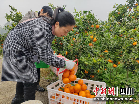 裝運沃柑。長寧縣融媒體中心供圖。 裝運沃柑。長寧縣融媒體中心供圖。
