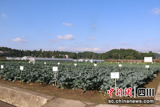 綿陽市農科院果蔬所育種基地。 綿陽市農科院供圖 綿陽市農科院果蔬所育種基地。 綿陽市農科院供圖