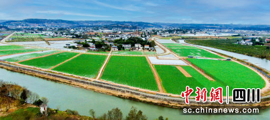 新橋鎮油菜科研育種基地。 游仙區新橋鎮供圖 新橋鎮油菜科研育種基地。 游仙區新橋鎮供圖