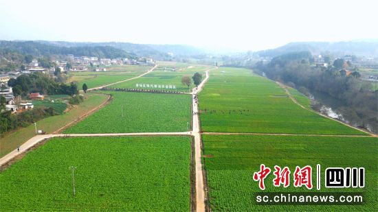游仙區現代糧油示范基地。 何建平 攝 游仙區現代糧油示范基地。 何建平 攝