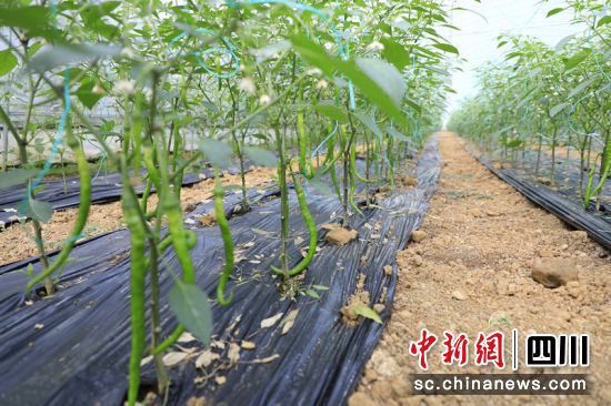 珙縣優(yōu)質(zhì)辣椒。張林 攝 珙縣優(yōu)質(zhì)辣椒。張林 攝