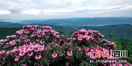 國家級自然保護區屏山老君山杜娟花開。 呂彥智 攝 國家級自然保護區屏山老君山杜娟花開。 呂彥智 攝