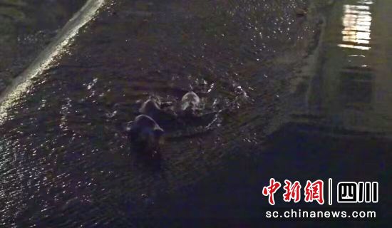 水獺現(xiàn)身青川縣城喬莊河捕食。鄧建新 攝 水獺現(xiàn)身青川縣城喬莊河捕食。鄧建新 攝