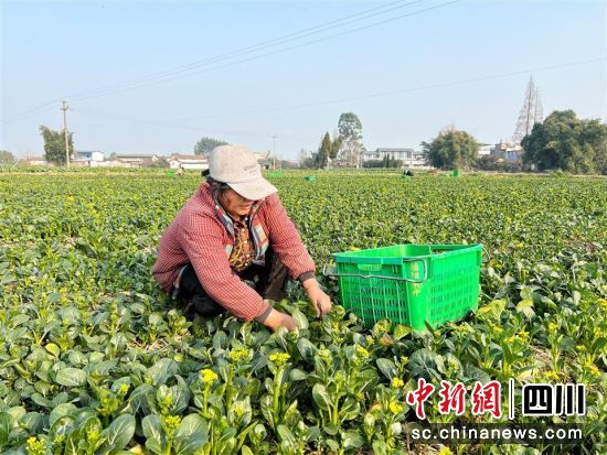 工人采摘蔬菜。 旌陽區(qū)融媒體中心供圖 工人采摘蔬菜。 旌陽區(qū)融媒體中心供圖