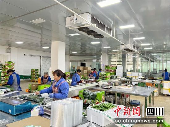 對(duì)蔬菜進(jìn)行分揀、包裝。 旌陽區(qū)融媒體中心供圖 對(duì)蔬菜進(jìn)行分揀、包裝。 旌陽區(qū)融媒體中心供圖