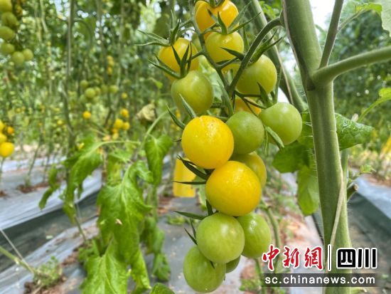 高坡村小番茄。簡陽市委宣傳部 供圖 高坡村小番茄。簡陽市委宣傳部 供圖