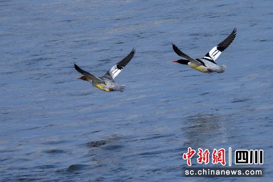 中華秋沙鴨。(資料圖) 周雪峰 攝 中華秋沙鴨。(資料圖) 周雪峰 攝